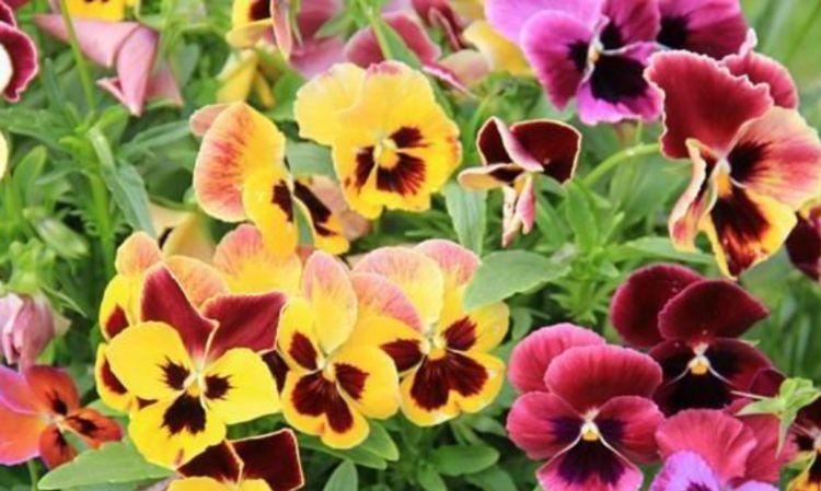 4种花是“开花机器”，全年开花不断，枝叶繁茂，开花艳丽多姿