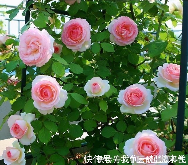 院子|有院子不能错过的3种花，冬天养，明年春开花！