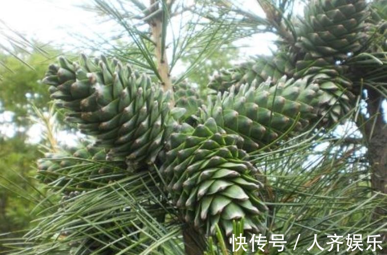 补脑|农村这种长在树上的野味,营养丰富味道香,补脑抗衰老价值高