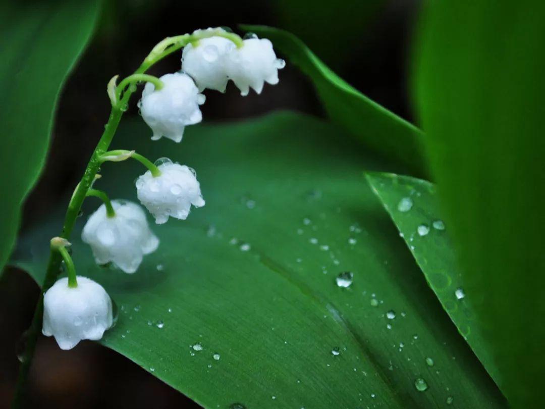 仙客来|想要养好球根花卉,这4点要注意,赶紧学起来,每年都可以开花