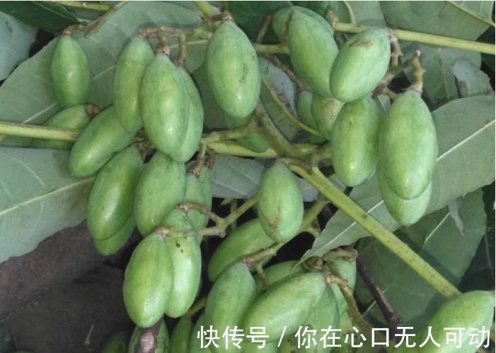 香椿树|香椿树上结的果实叫啥名有人花钱去农村收集，有什么用吗