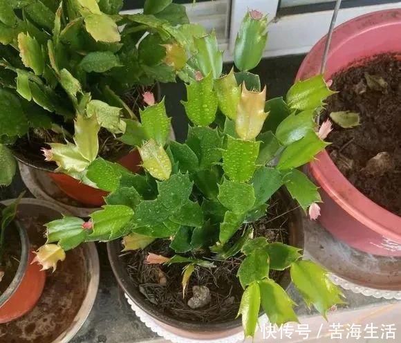 家里养蟹爪兰,提前准备3种肥料,到了9月开始“贴秋膘”