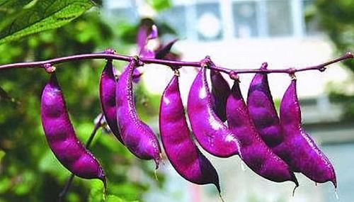 預防身體患病，立夏多吃的食物，滋補身心，促進排毒，越吃越年輕