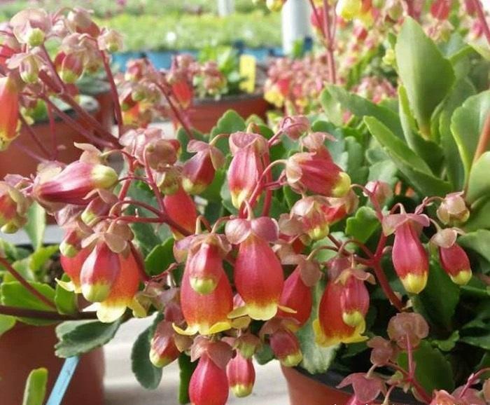 花土|5块钱买的宫灯长寿花,开花超多,花瓣像灯笼,比长寿花都漂亮