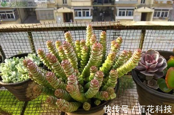 要点|60种多肉图鉴及养护要点,1分钟学会,超全超实用!