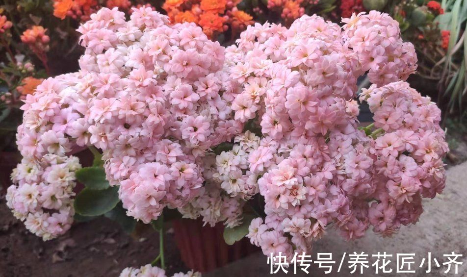 阴天|想让长寿花花杆矮小“变花球”，这2点一定要精准掌控