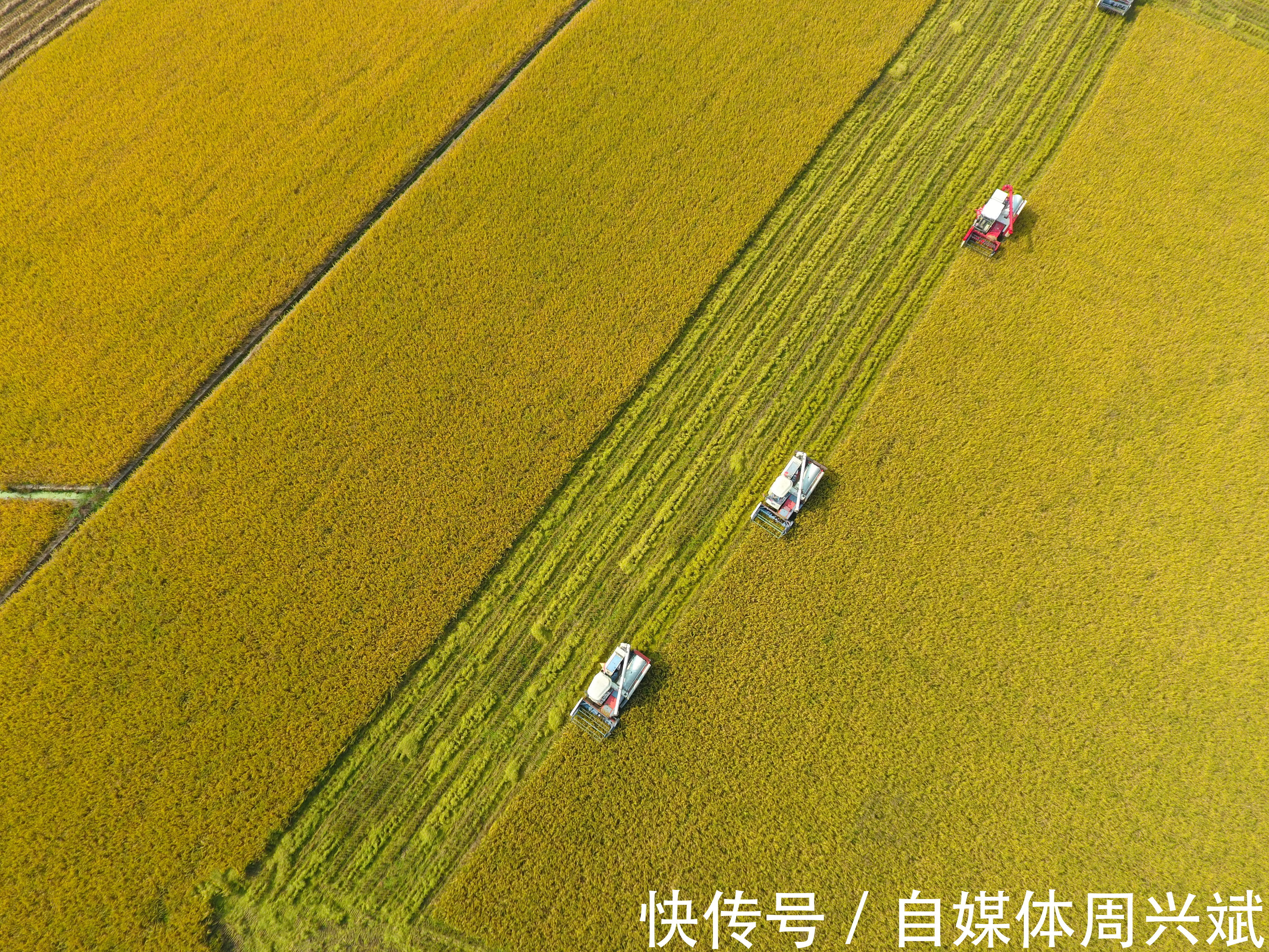 基础设施|扎根乡土，农村电商成为新一代的“务农人”