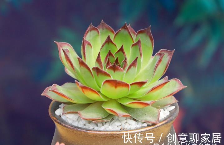 主头|多肉观音莲分不分公母?我养的观音莲一直不爆崽,很怀疑它的性别