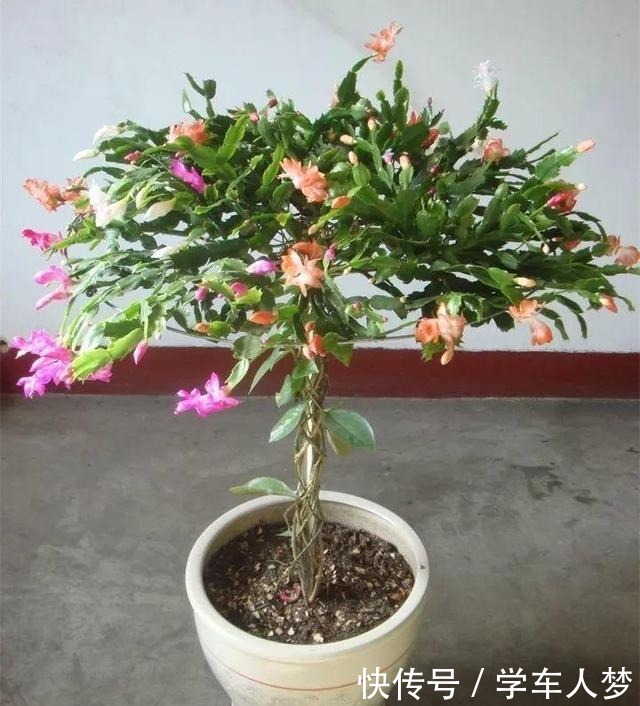 养花要“舍得剪”，把这6种花卉剪成“光杆子”，开花变成棒棒糖！