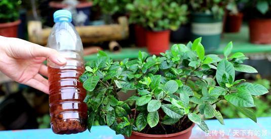 张大爷养花,用“2种水”轮流浇,没想到,1年养出漂亮“小花园”