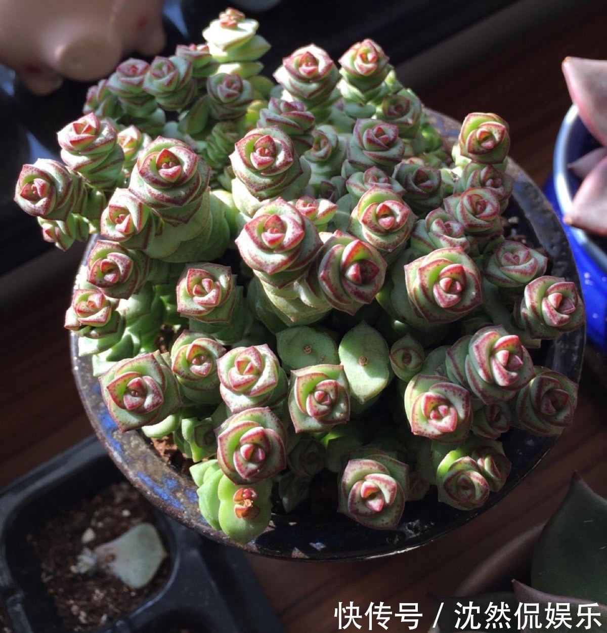 铜钱草|5种“有钱花”,满盆“铜钱叶”,越养钱越多,有钱人家都爱养它