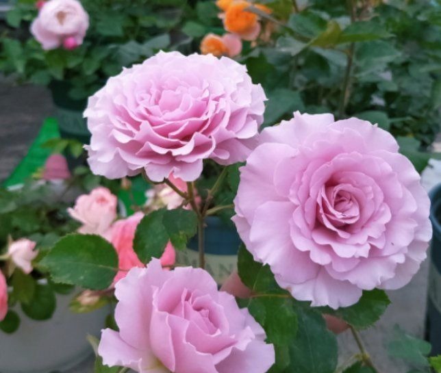 如果你是封闭阳台,不要碰“3种花”,这个环境根本养不好