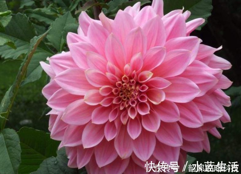 “4种花”最好养,半月浇水一次,花开压弯枝头,适合新手养