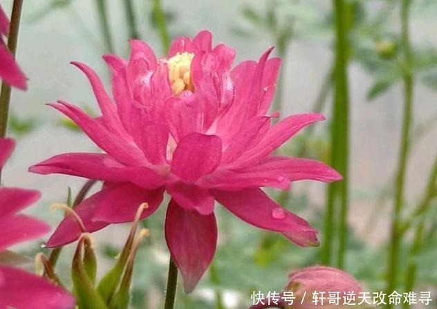 天冷不知养啥花那就养盆它,冬天不用管,春天也能开出一片花海!