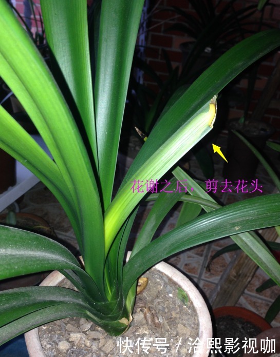 营养|君子兰谢花后,花箭修剪两绝招,营养回流复花率倍增,一直剪错了