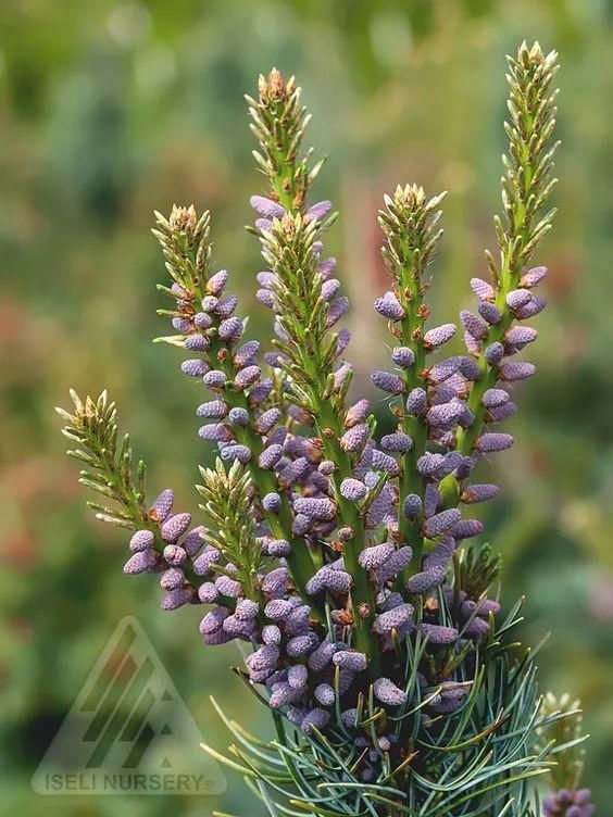 太美|松树开花,见过吗?太美了!