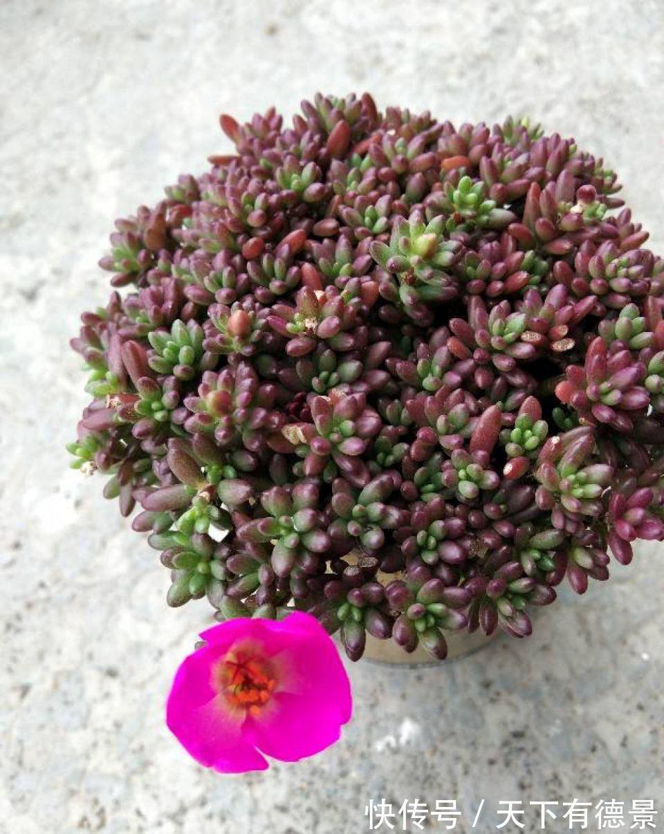 多肉狠心剃个头,呼呼长满小肉芽,20天就爆盆