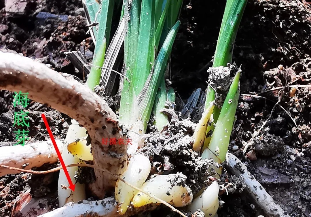 兰花海底芽|兰花海底芽,不是非剪不可的,两个技巧养成壮苗
