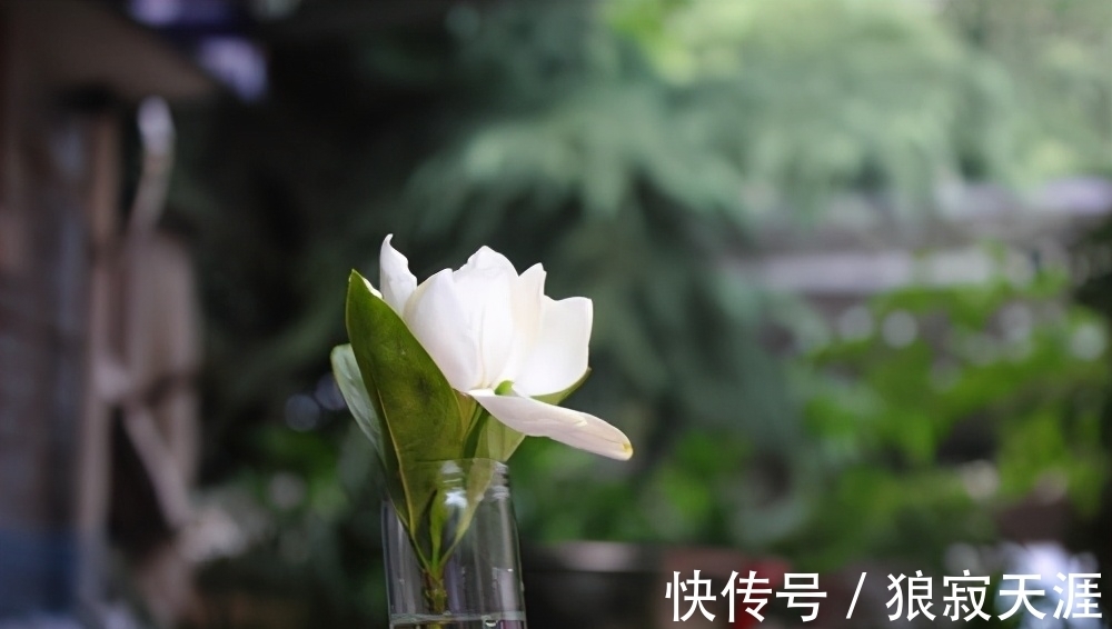 养殖|栀子花叶黄掉苞,是3大原因造成的,怎么办?