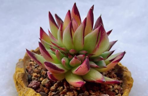 事项|新手养多肉有哪些注意事项?我总结了5点,掌握好就能养好多肉了