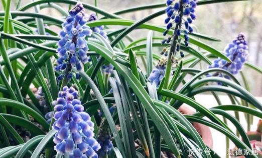 居家养花,就选“精品月季”红色达芬奇,花色艳丽,唯美浪漫