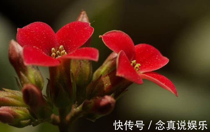 花色|丹麦盆栽花卉之冠圣诞伽蓝菜长寿花色丰富，理想的室内花卉