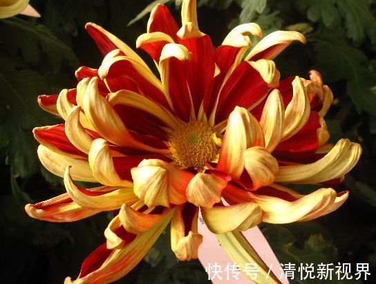 法兰西菊|喜欢养玫瑰，就养盆“玫瑰精品”粉和平玫瑰，雍容华贵，色彩艳丽
