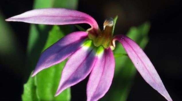 有效成分|一味能“去热邪散各种无名肿毒,除湿气消一身水肿湿疮”的良药