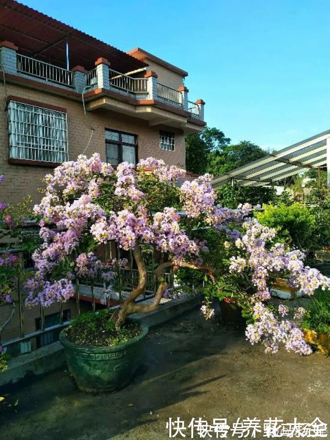 柴烧|农村当柴烧的花,原来可以当盆景,给一千块也不卖