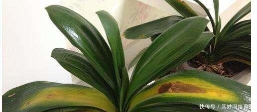 万万不能|吊兰、君子兰,万万不能用“它”养,否则第2天就黄叶、死掉