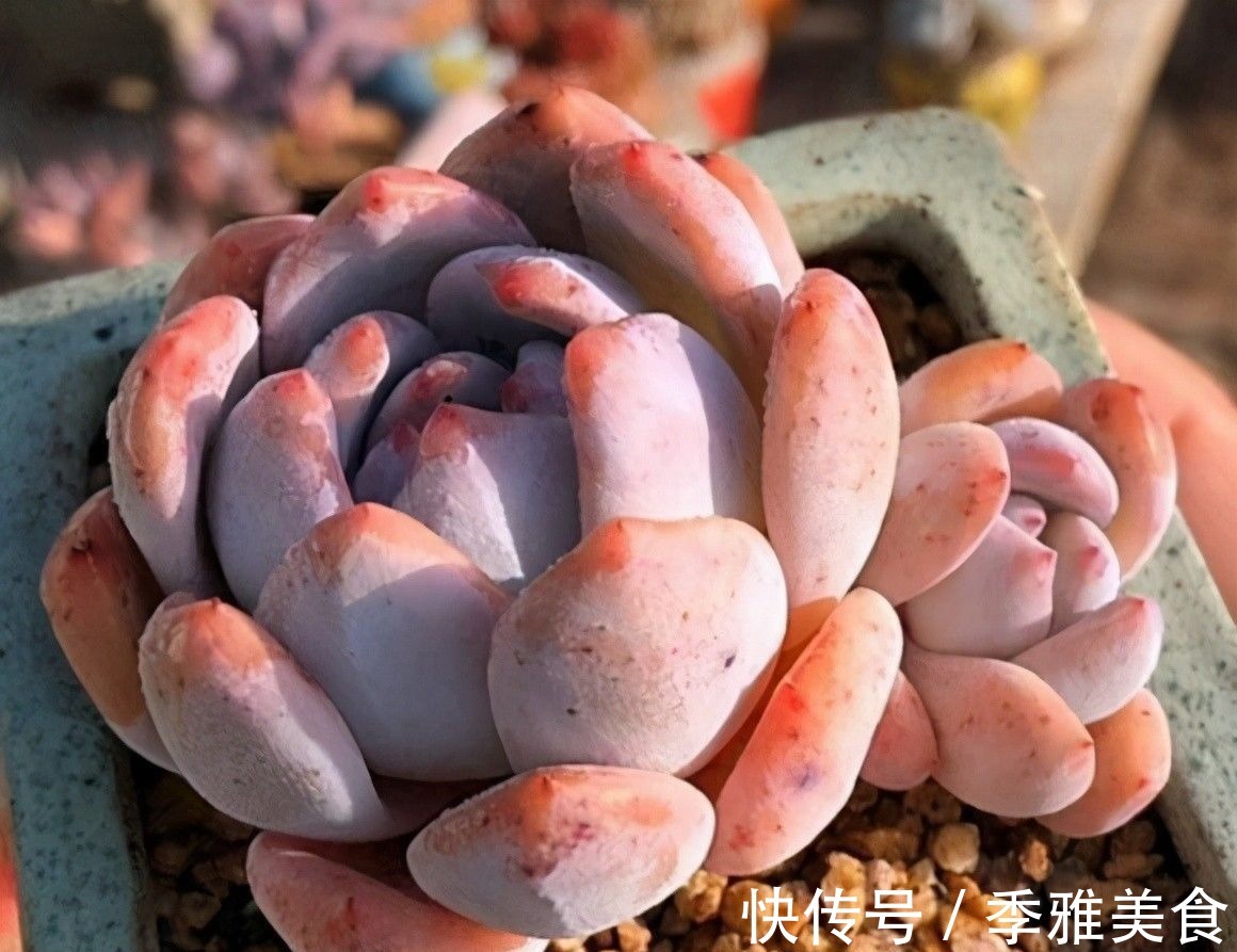 花友|多肉之所以养不好,全在“水”上,“不会”浇水,直接烂根