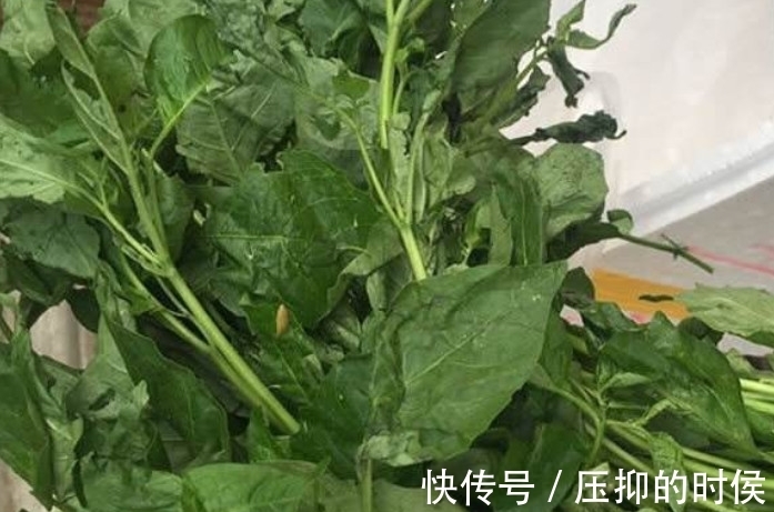 肠胃疾病|这野菜不过3元1斤,炖汤喝比羊肉还滋补,孩子吃了能预防感冒