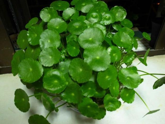 除草剂|绿萝算啥,养盆“铜钱草”,招财又好养,“泛滥成灾”怎么办