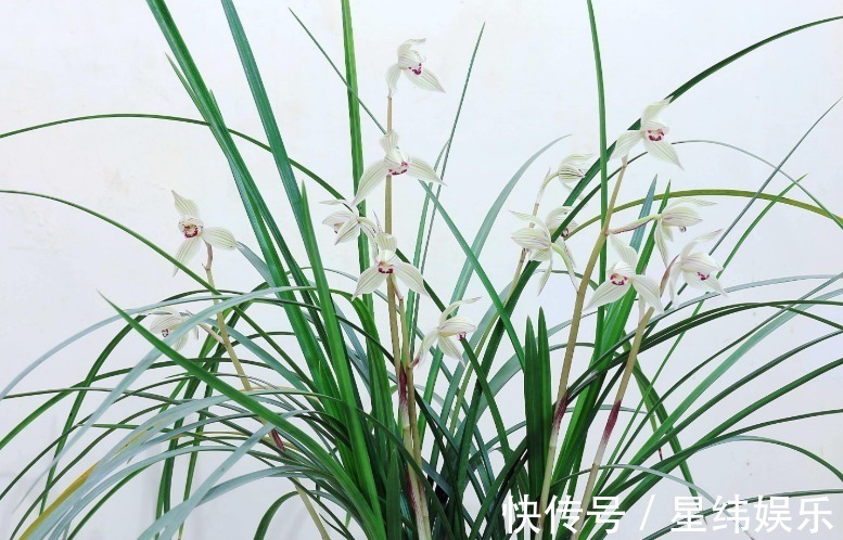 王者香|好看的兰花这样栽种后,不但可以常常开花,还能芳香满屋