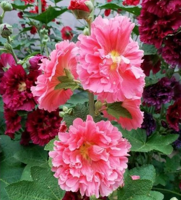 3种花是开花小能手，一开就是300多天，四季繁花似锦，美