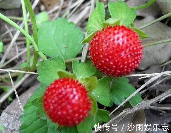 滋养|女性不想子宫早衰,晚上当零食吃几个此物,滋养卵巢,显得更年轻