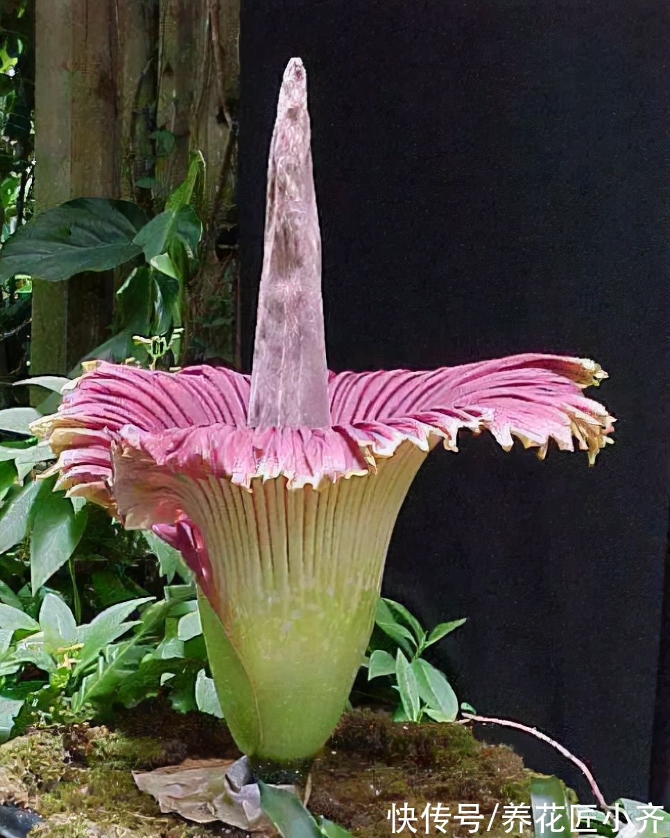 9种“巨花”植物，开花堪比“脸盘”，美得很独特，美得很霸气