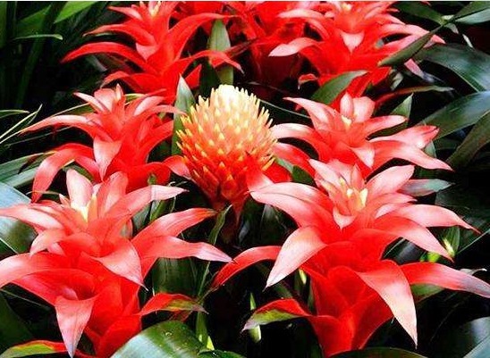 养花养个寓意好的,花色缤纷艳丽,好养如绿萝,一年四季都开花