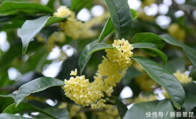 谁说天热不能扦插，这3种花这样做，呼呼冒白根长疯了