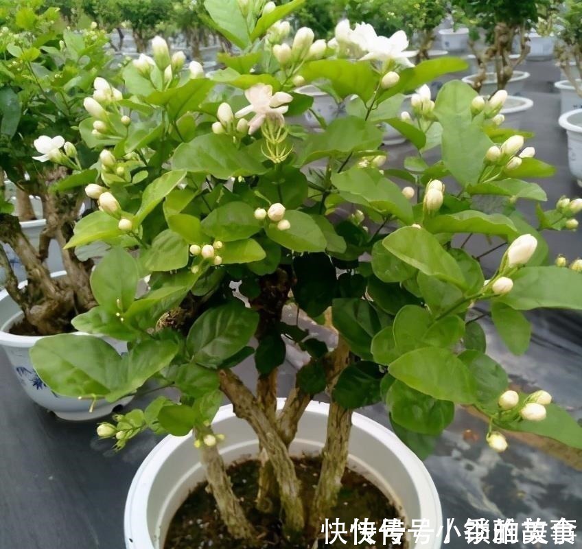 浇水|养茉莉,记住5点“疯狂”,一年开5茬,花开爆盆不是事