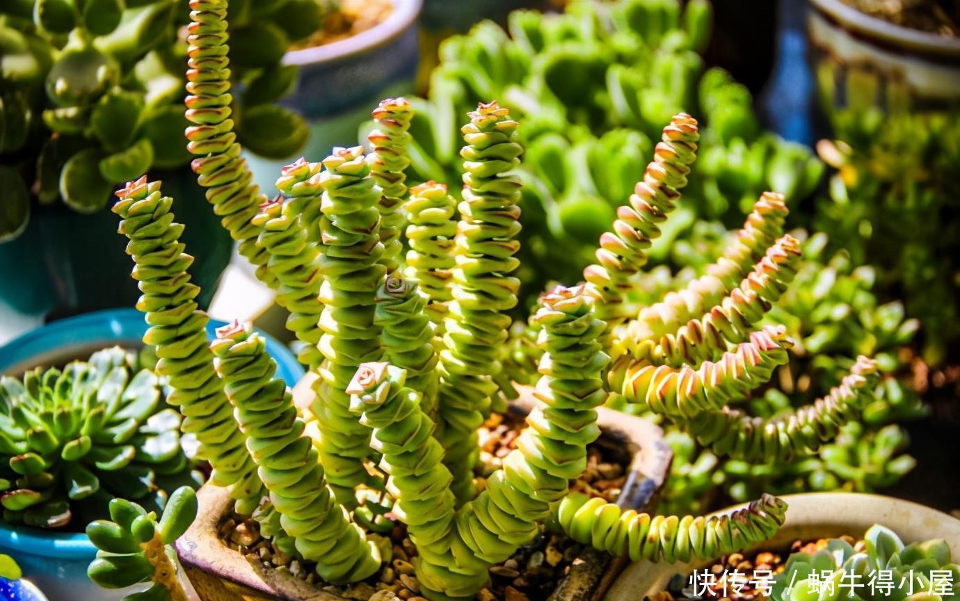 3种“钱串子”,过年买一盆,满盆“铜钱钱”,来年有财发