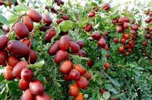 紫菜|女人患上子宫肌瘤, 别急着切! 多吃这6种食物,让肌瘤慢慢消失