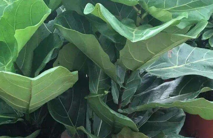 3种高端绿植养家里，大气上档次，观赏性高，越养越喜欢