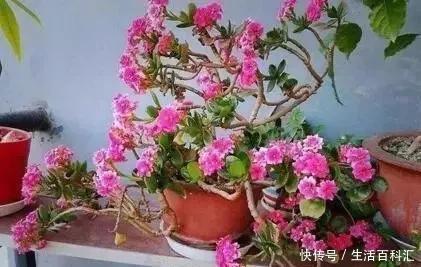 2种“便宜花”,用1招养成“老桩”,美死了,给“1万”都不卖