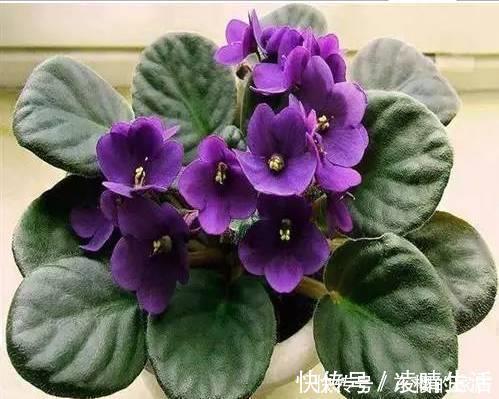 杜鹃花|6种漂亮花,花期长好养护,花朵大颜值高,值得拥有!