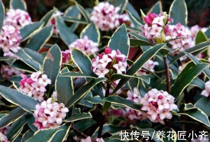 金边瑞香叶子打蔫?记住这“六怕”,叶片硬朗油亮,开花满屋香