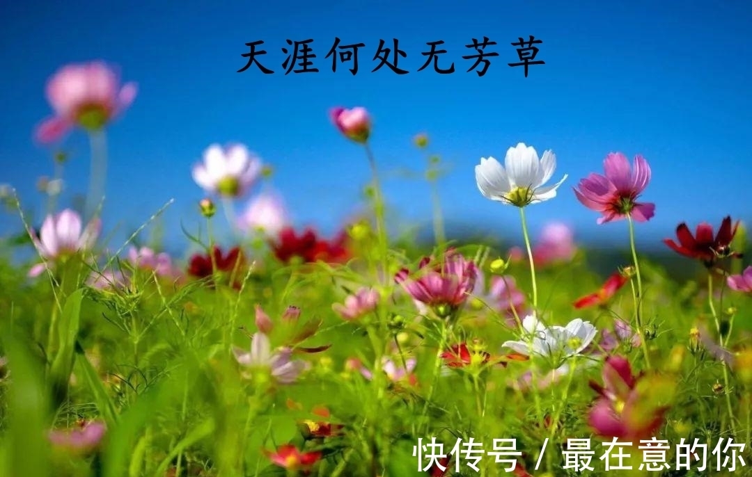 诗词@中国诗词大会：“天涯何处无芳草”是何意？导师蒙曼解读“翻车”