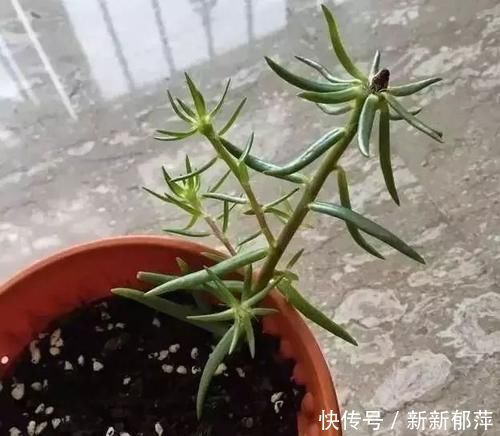 繁殖|夏天急着赏花养4种花,掐根枝条就能活,今年还能开花