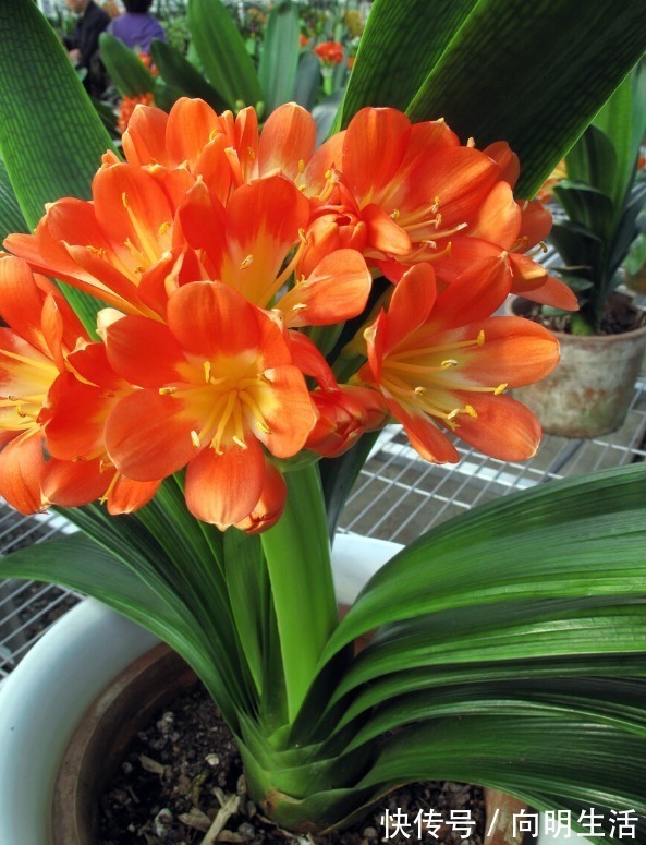 君子兰|君子兰害怕五件事,新手经常犯,难怪越养越糟糕