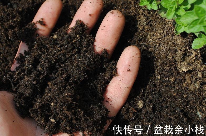 翻土|绣球开花更有劲,春季翻土施肥很重要